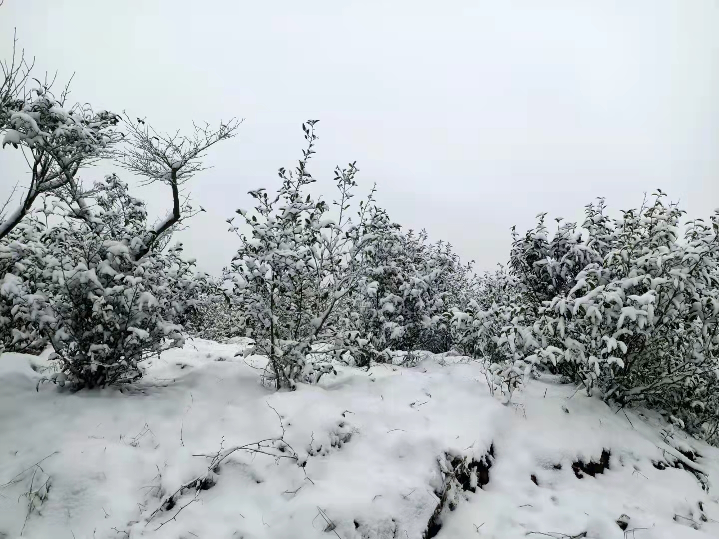 1645779515768984.png image.png