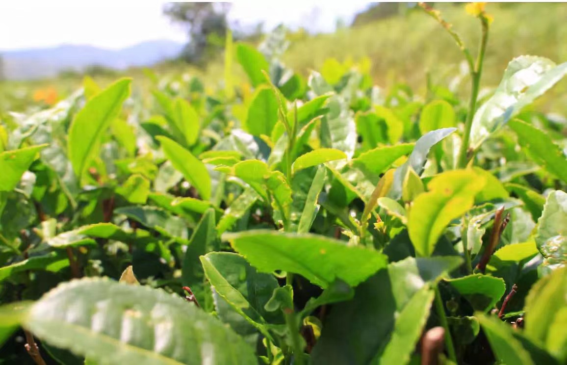 1681866377131146.png image.png